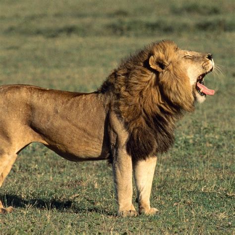 Lion.