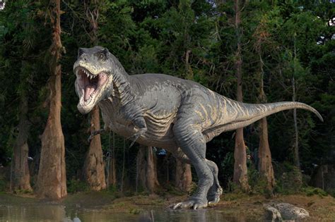 Rex.